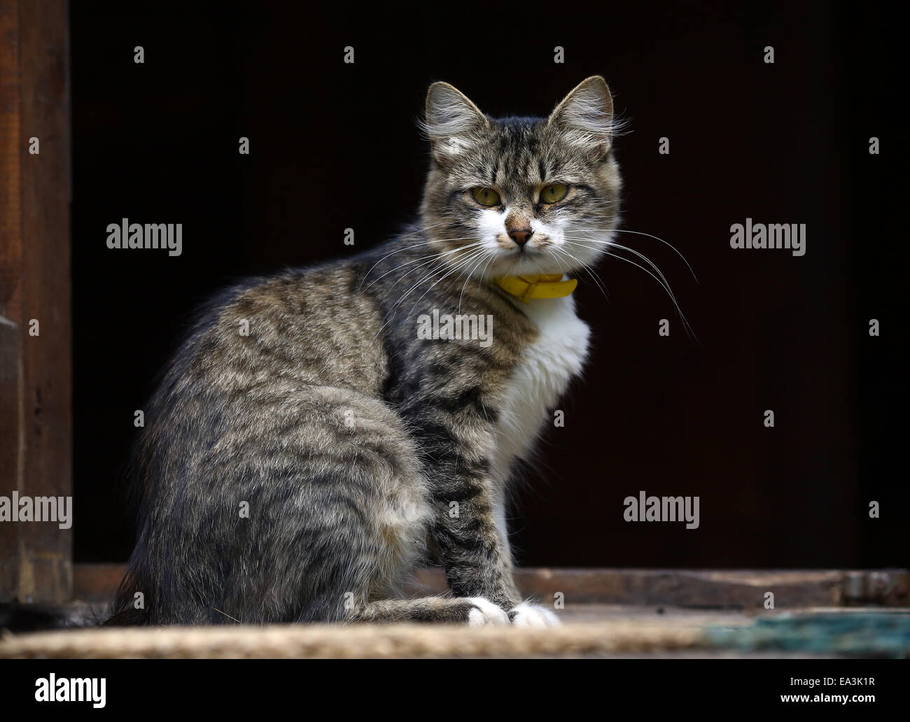 housecat Stock Photo