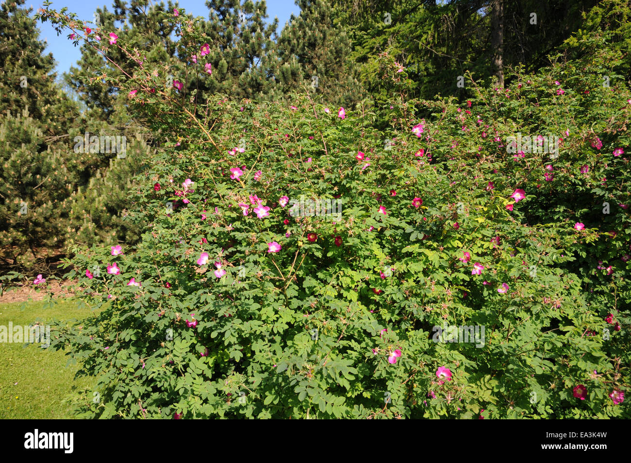 Alpine rose Stock Photo