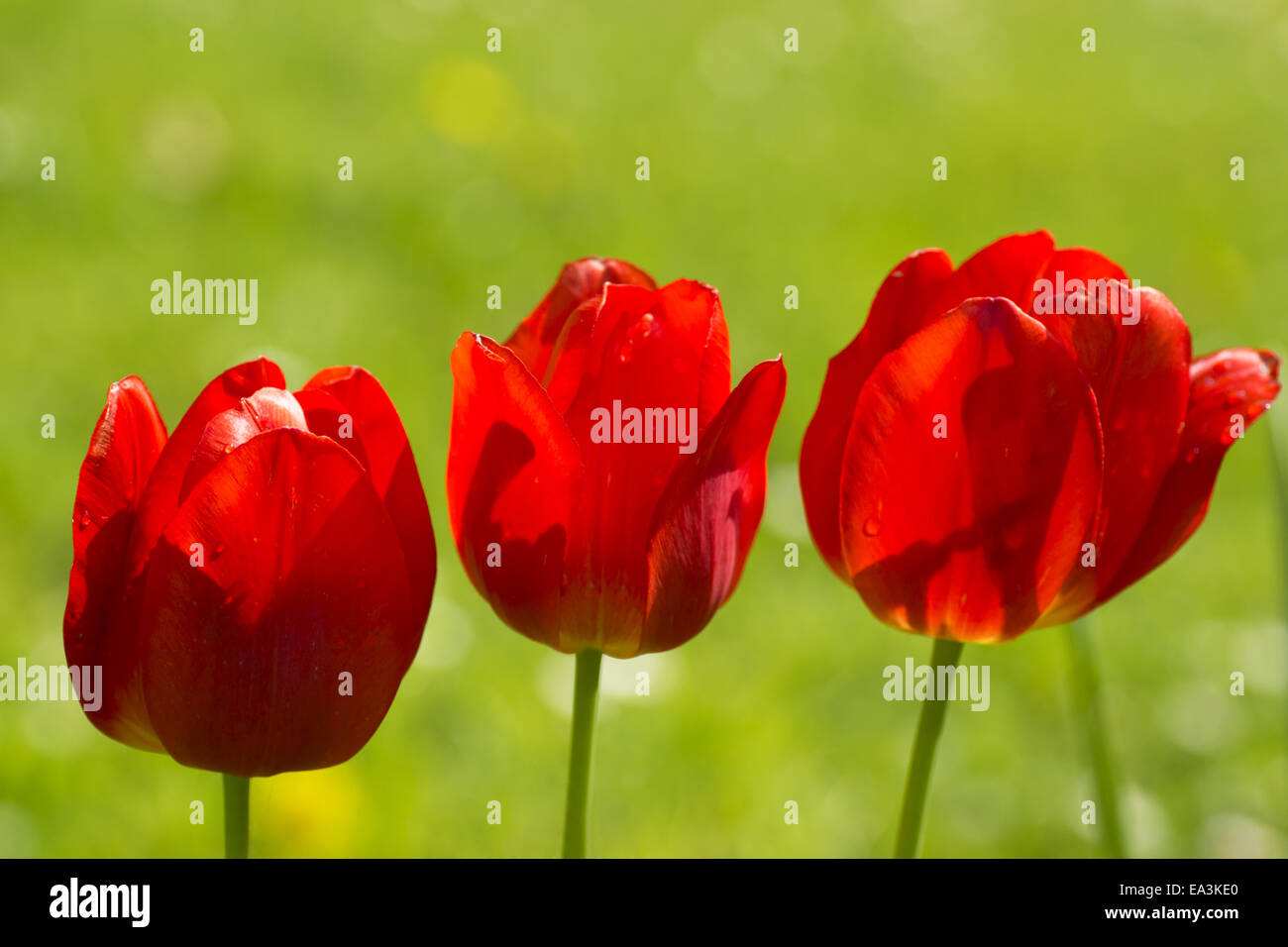 3 red tulips Stock Photo