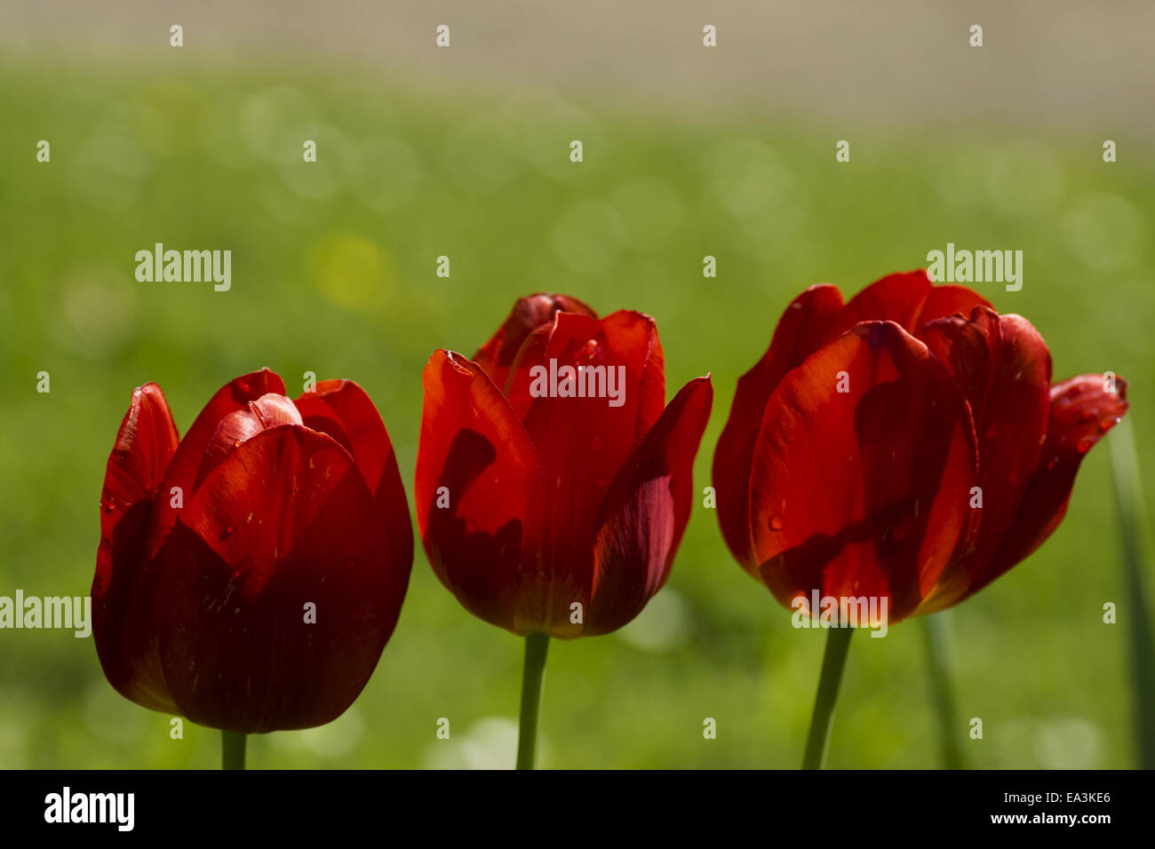 3 red tulips Stock Photo