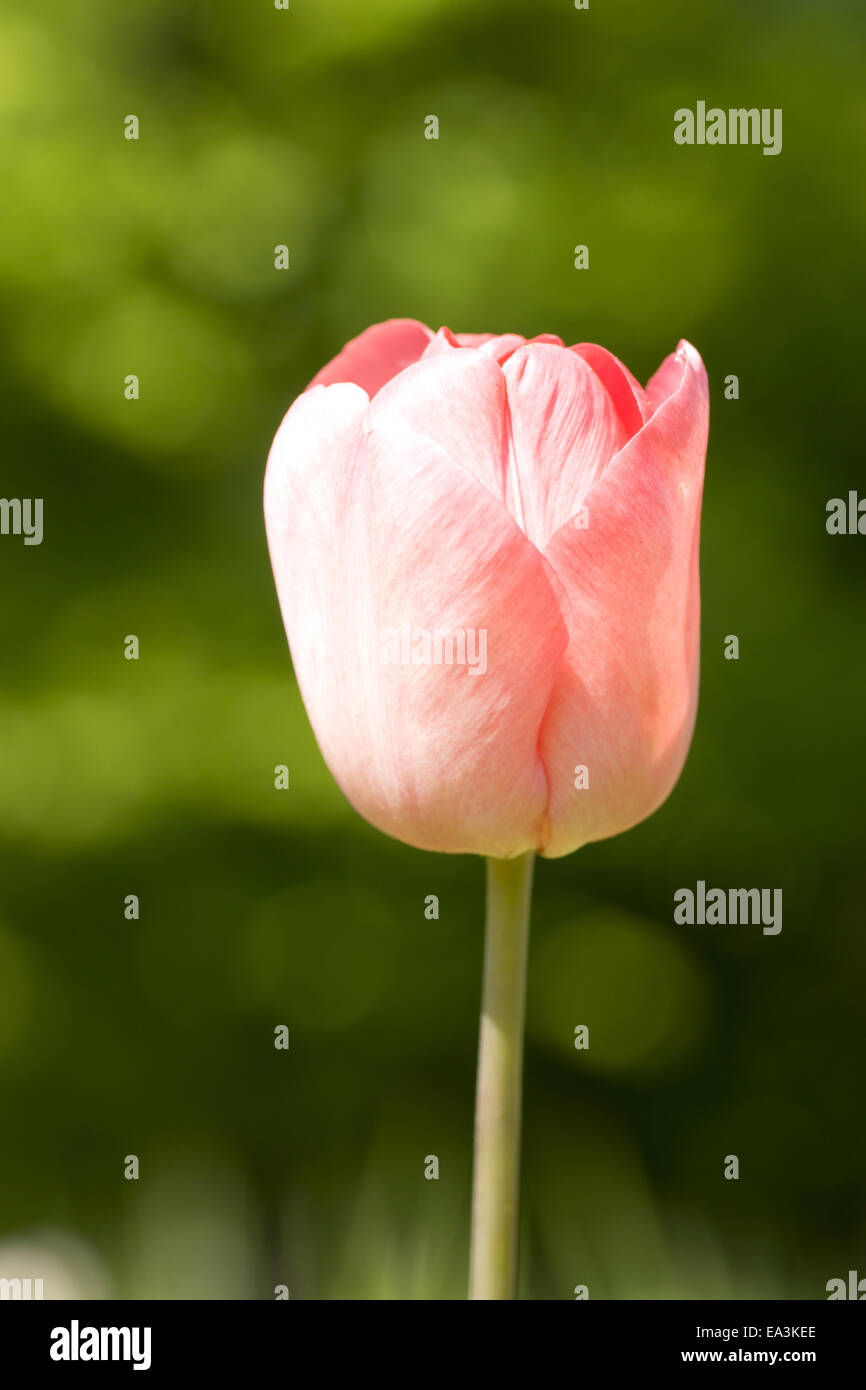 off white tulip pink