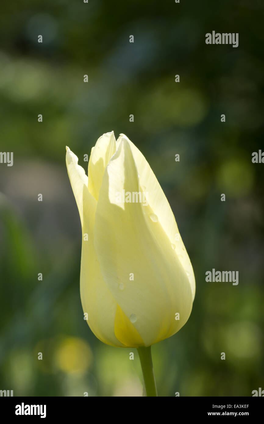 white tulip Stock Photo