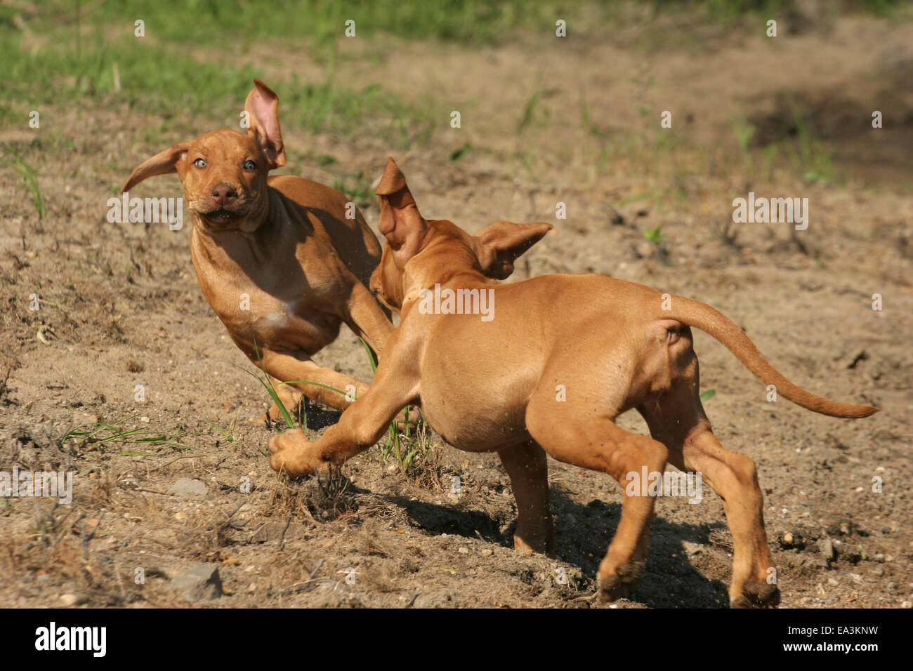 playing Rhodesian Ridgebacks Stock Photo - Alamy