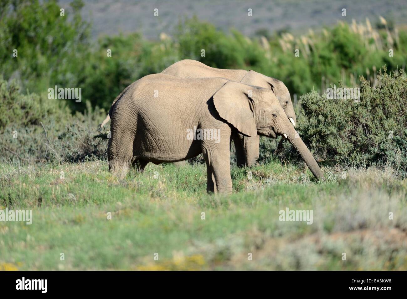 A shot of an Elephant while on safari Stock Photo