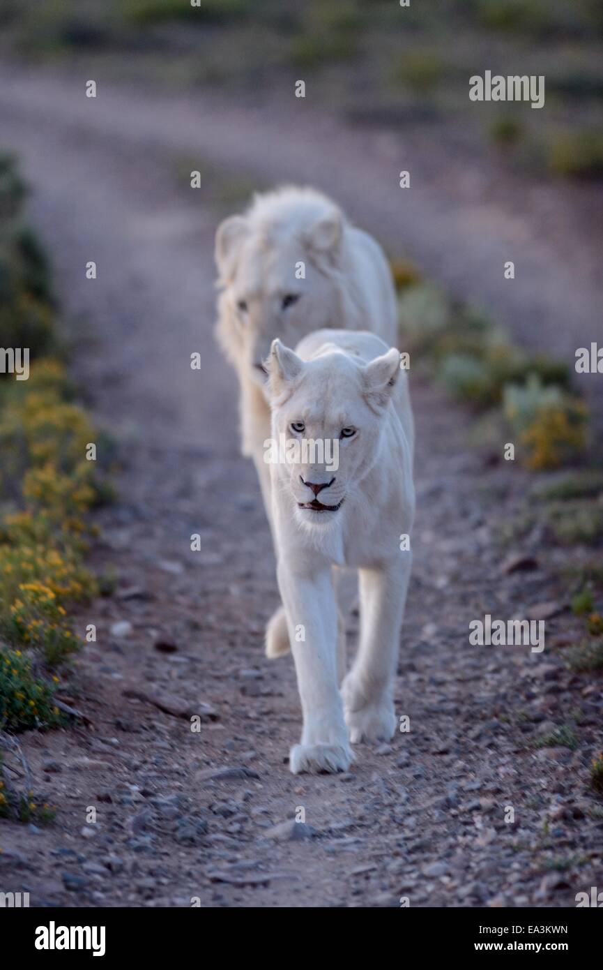 White Lions Stock Photo