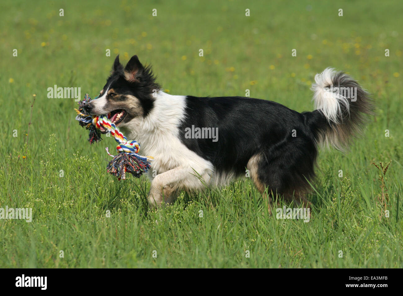 running Border Collie Stock Photo - Alamy
