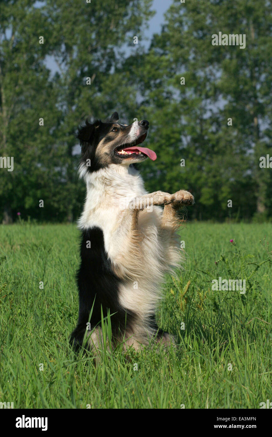 Border Collie sit up and beg Stock Photo