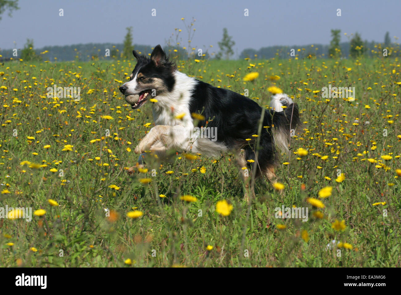 running Border Collie Stock Photo - Alamy