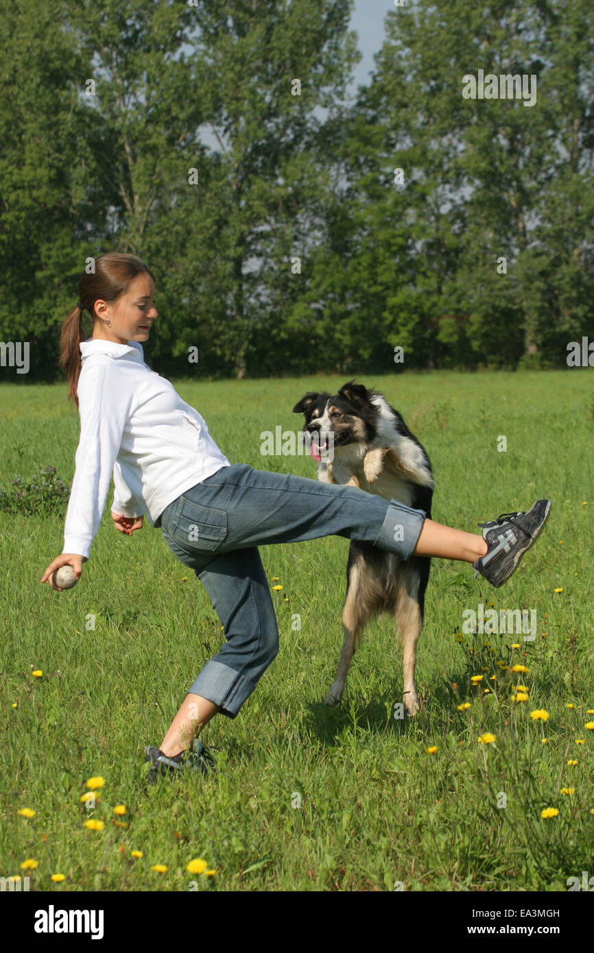 dog jumps over leg Stock Photo Alamy