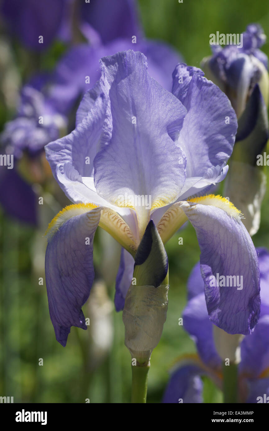 Iris barbata-elatior Stock Photo