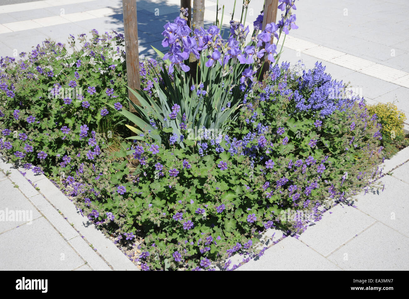 Bart flower hires stock photography and images Alamy