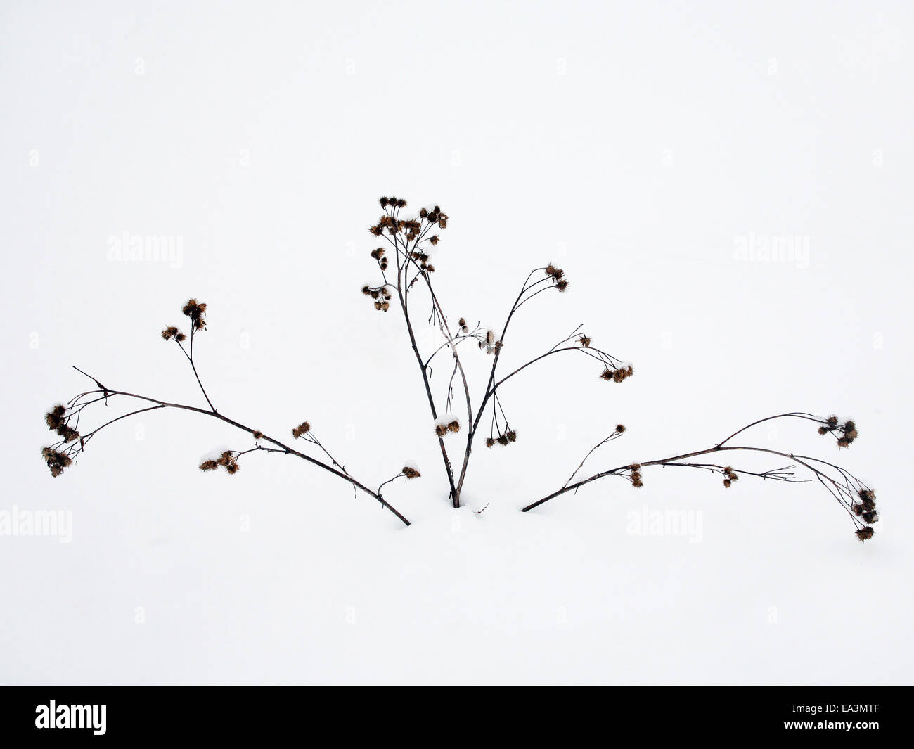 plants in the snow Stock Photo - Alamy