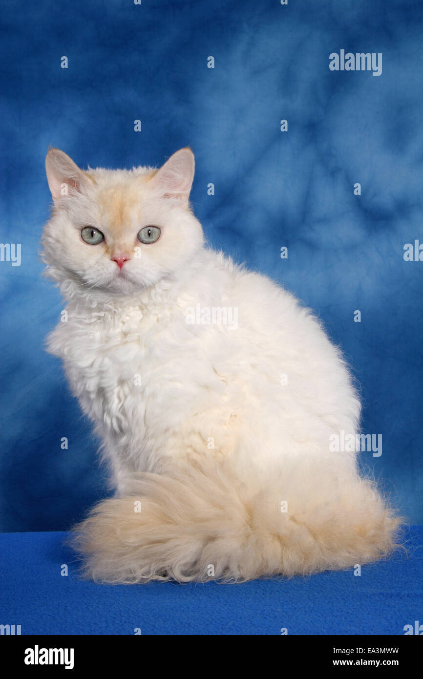 White selkirk cheap rex