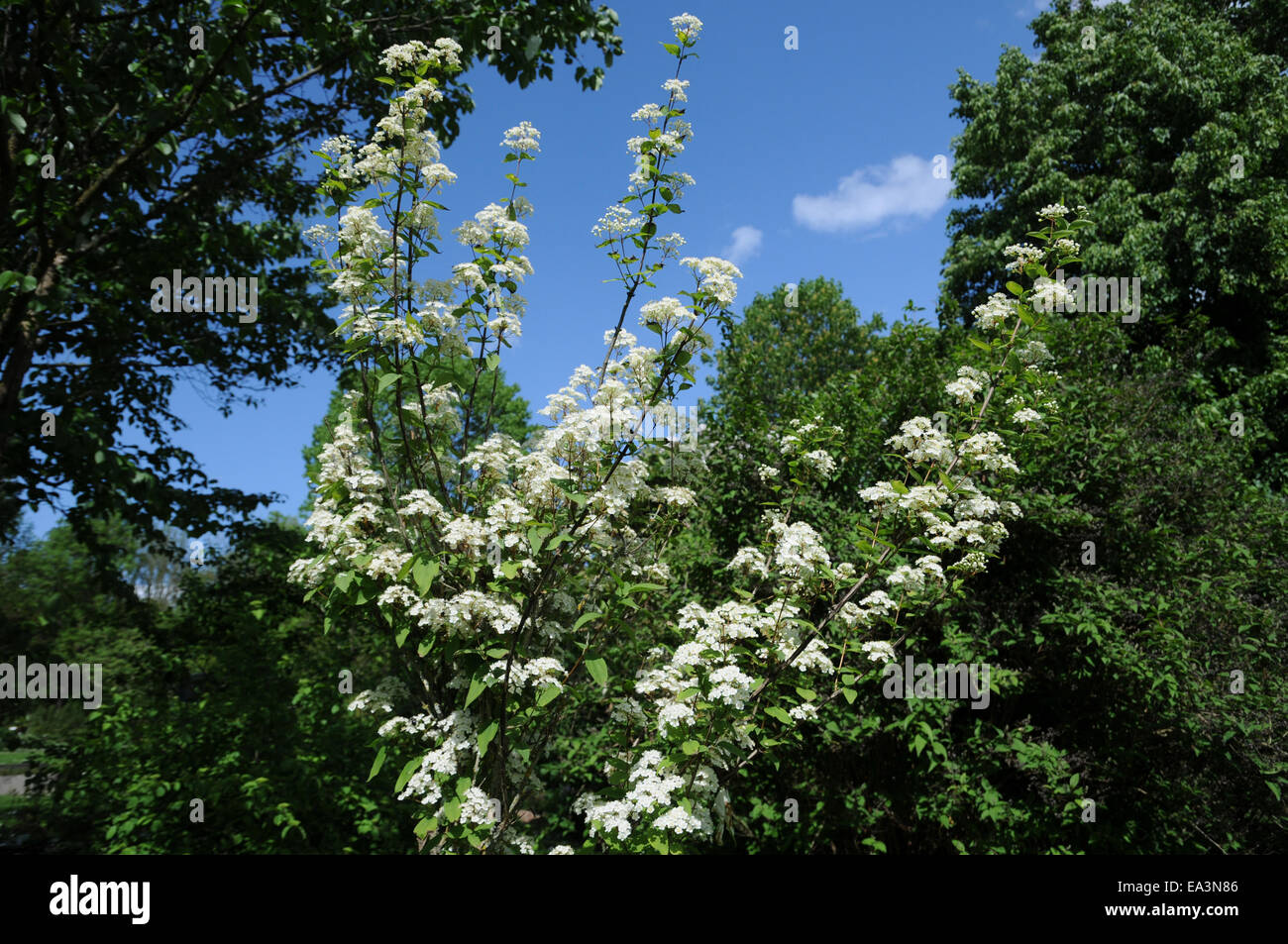 Amur deutzia Stock Photo