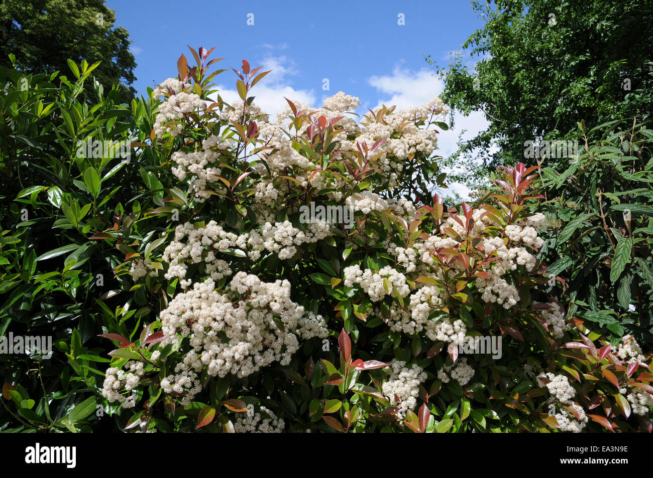 Red robin shrub hi-res stock photography and images - Page 2 - Alamy