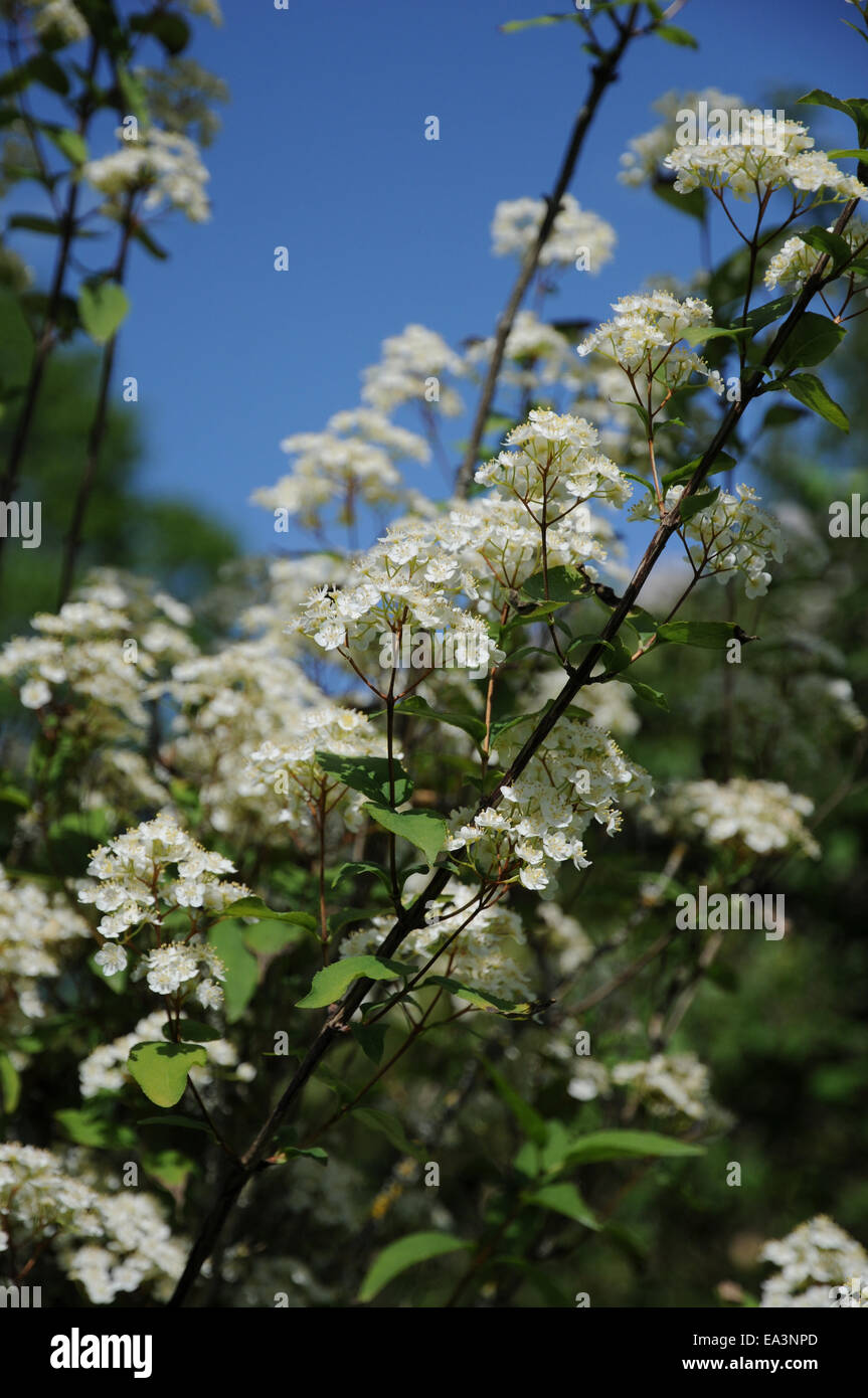 Amur deutzia Stock Photo