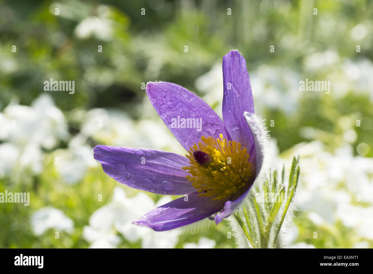 Meadow anemone in back light (pulsatilla) Stock Photo