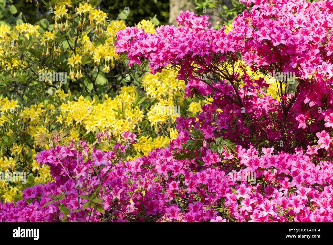 Rhododendron - Azalea Stock Photo - Alamy