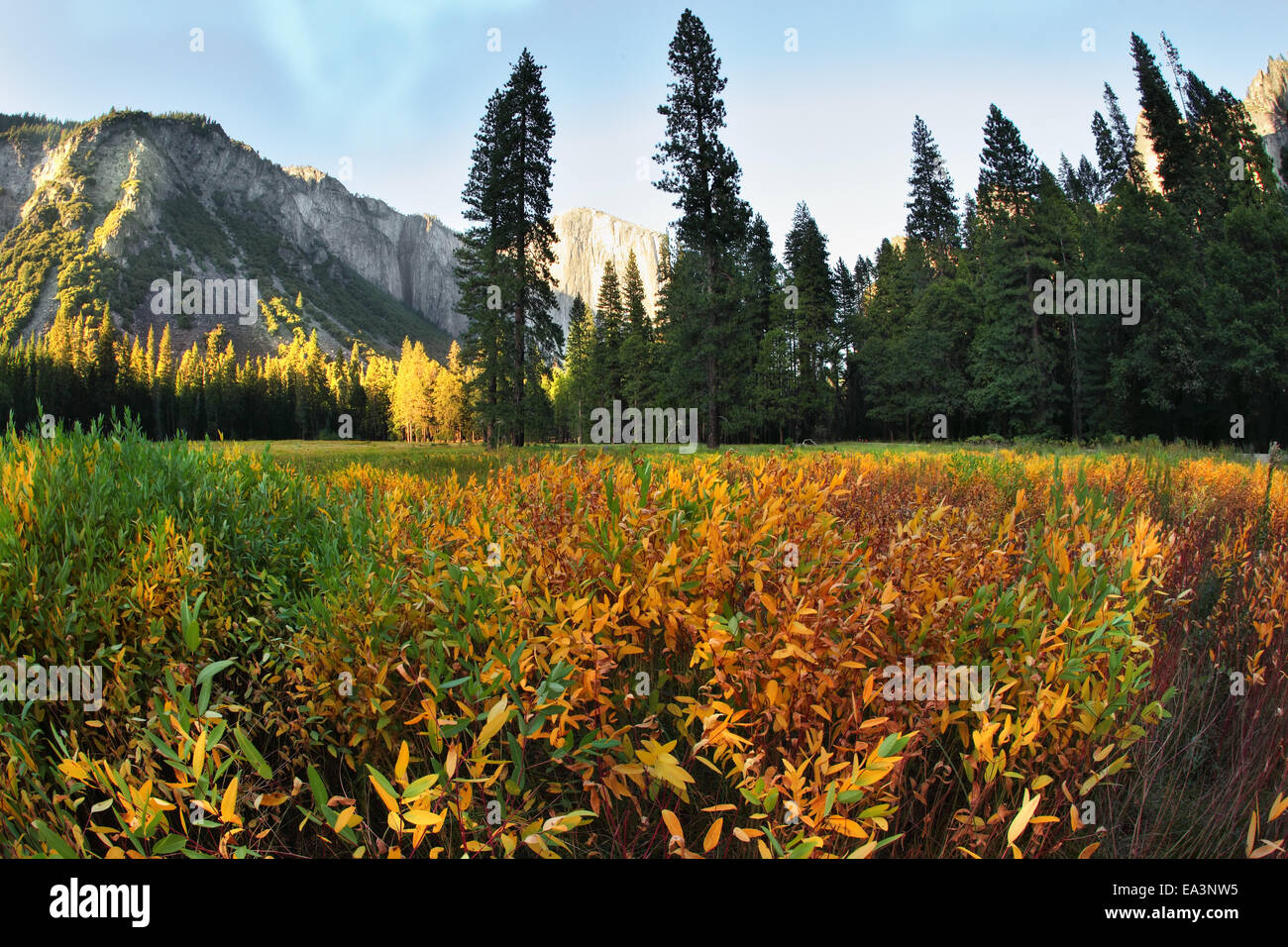 The glade in Yosemite park on a sunset Stock Photo