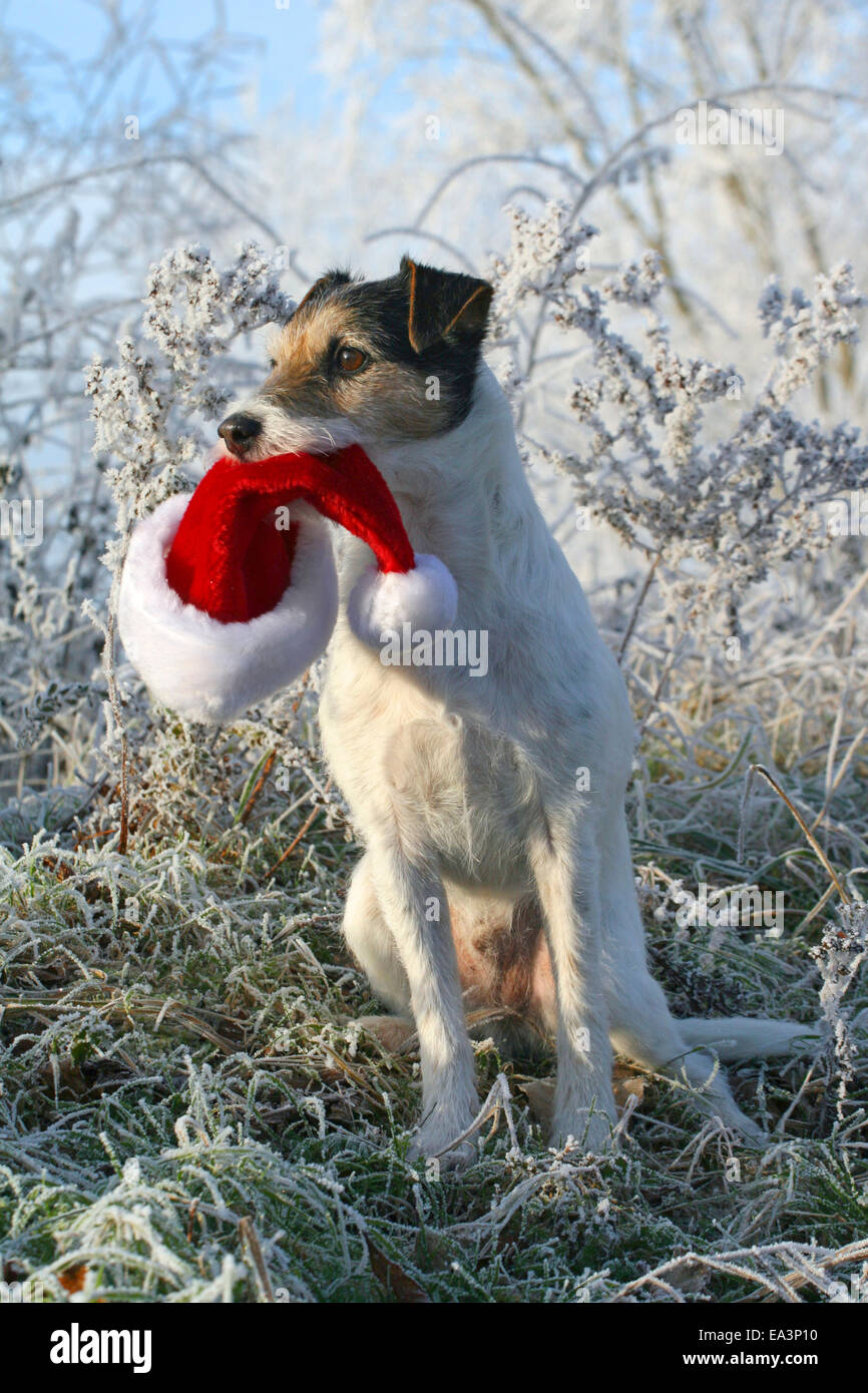 Parson Russell Terrier with christmas cap Stock Photo
