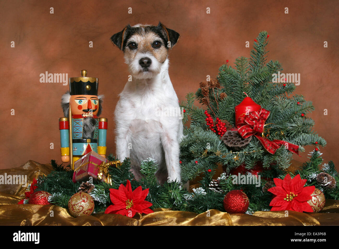 Parson Jack Russell Terrier at christmas Stock Photo