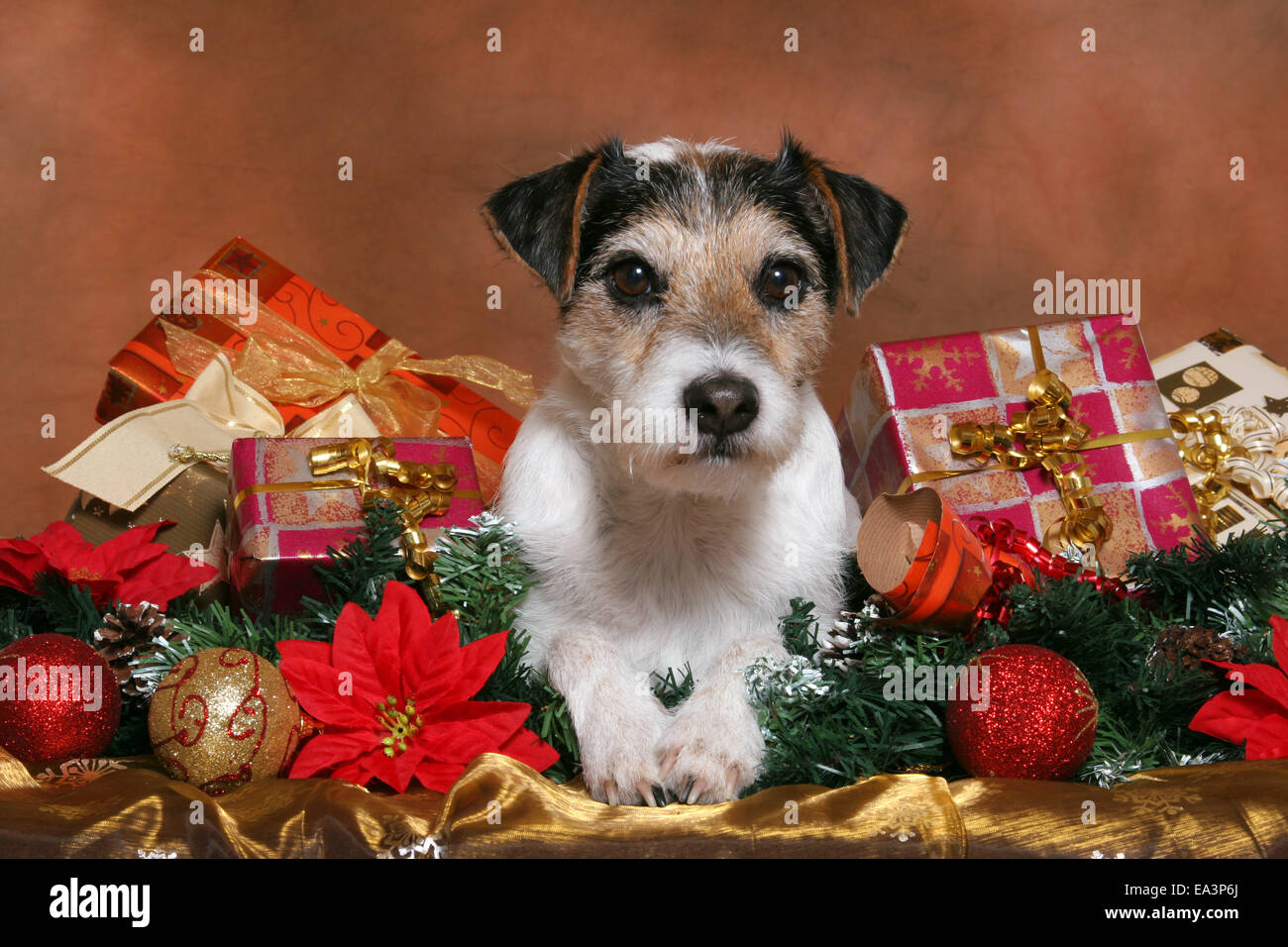 Parson Jack Russell Terrier at christmas Stock Photo