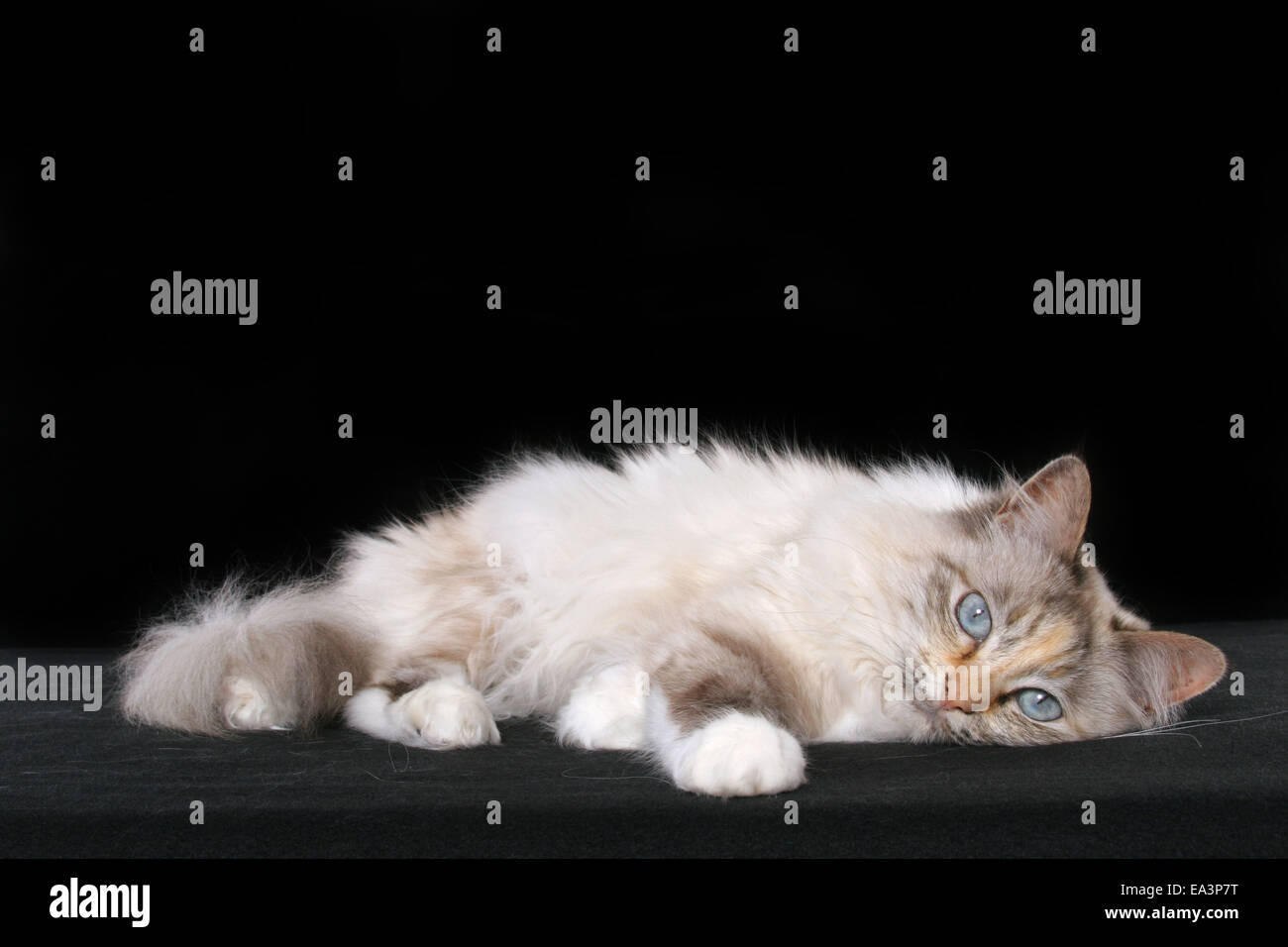 lying sacred birman Stock Photo - Alamy