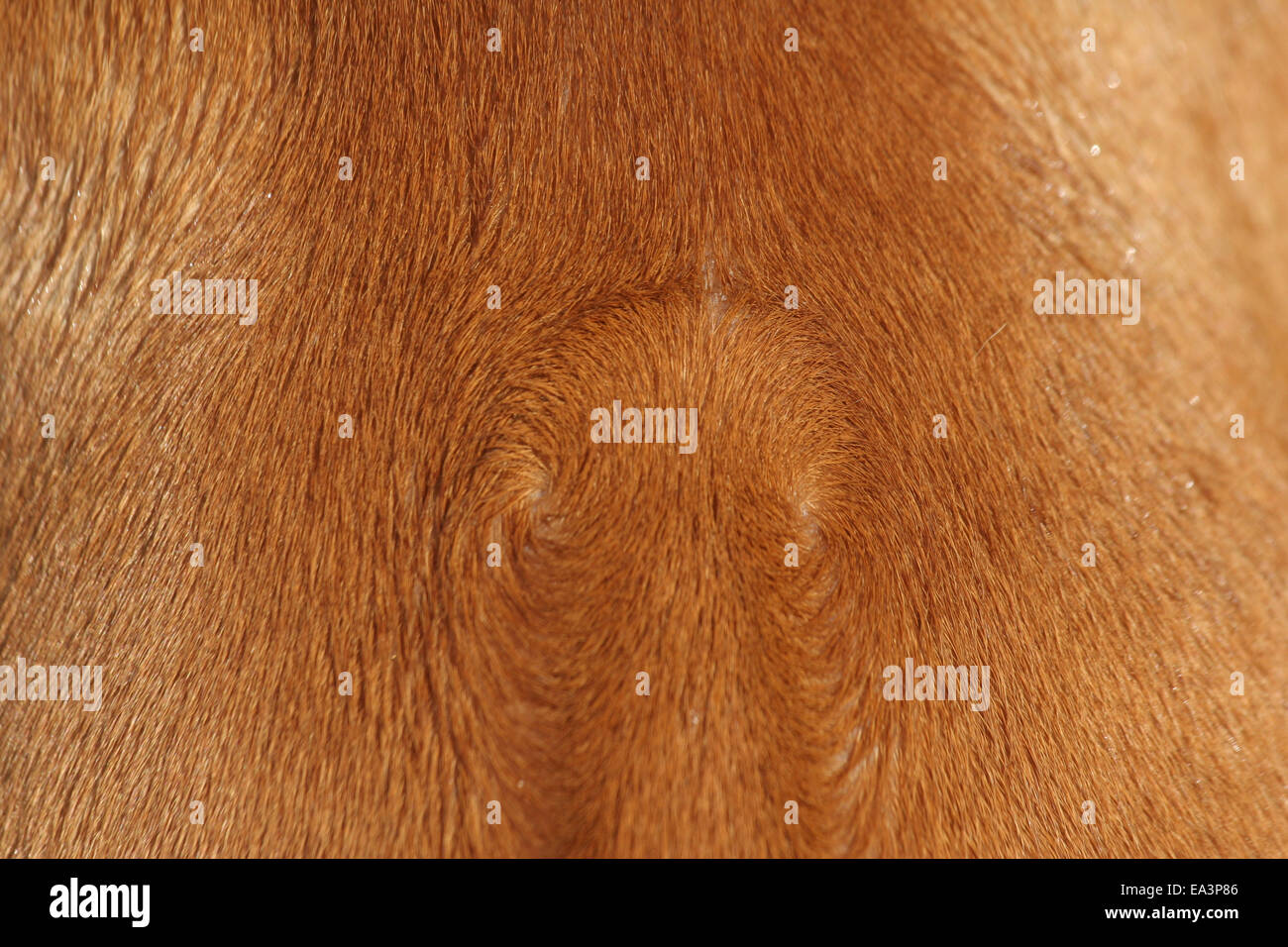 Ridge Stock Photo