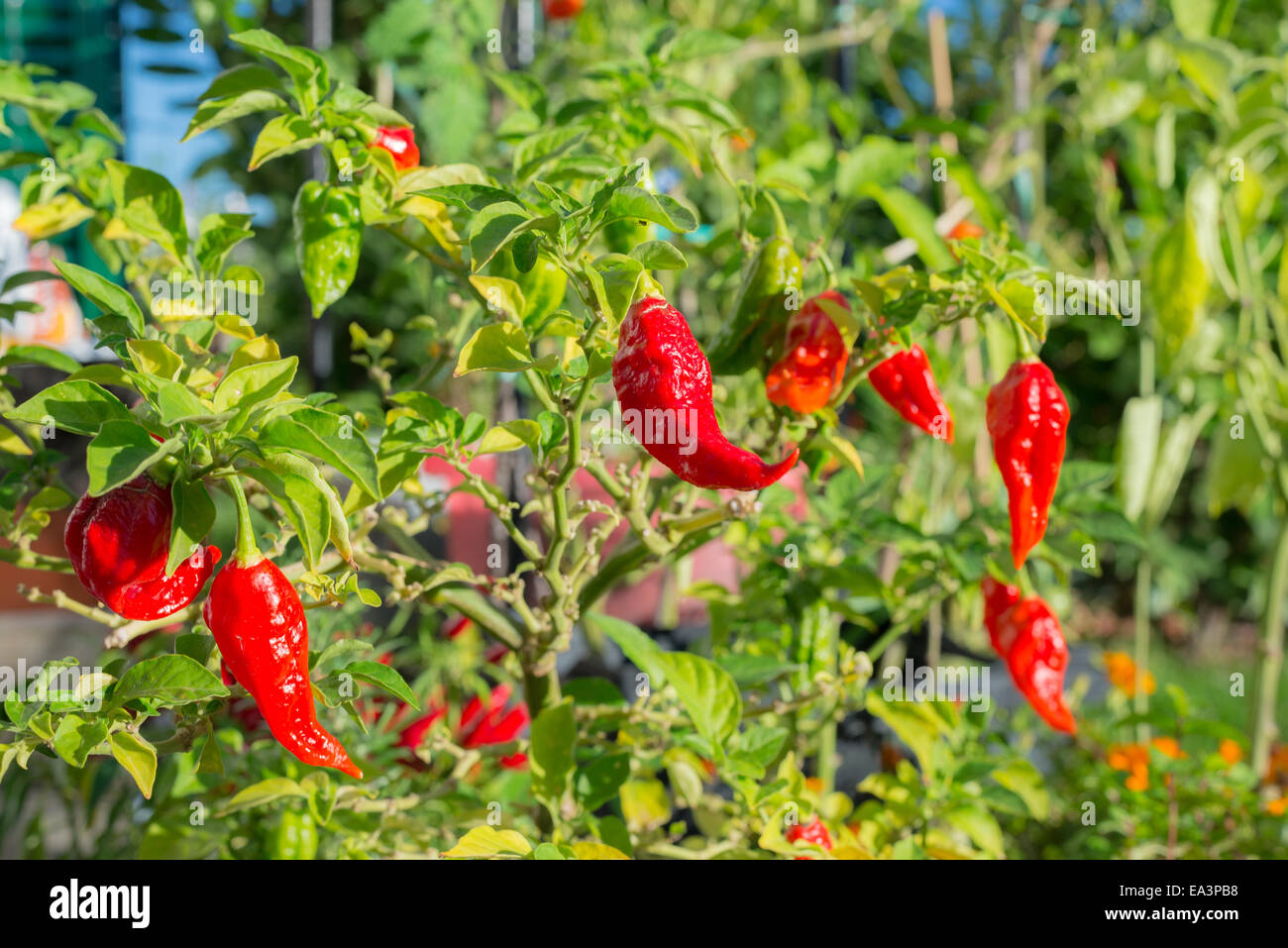 Plant of Bhut Jolokia chili pepper, one of the hottest pepper in the world, in various grade of ripening, from orange to red. Ho Stock Photo