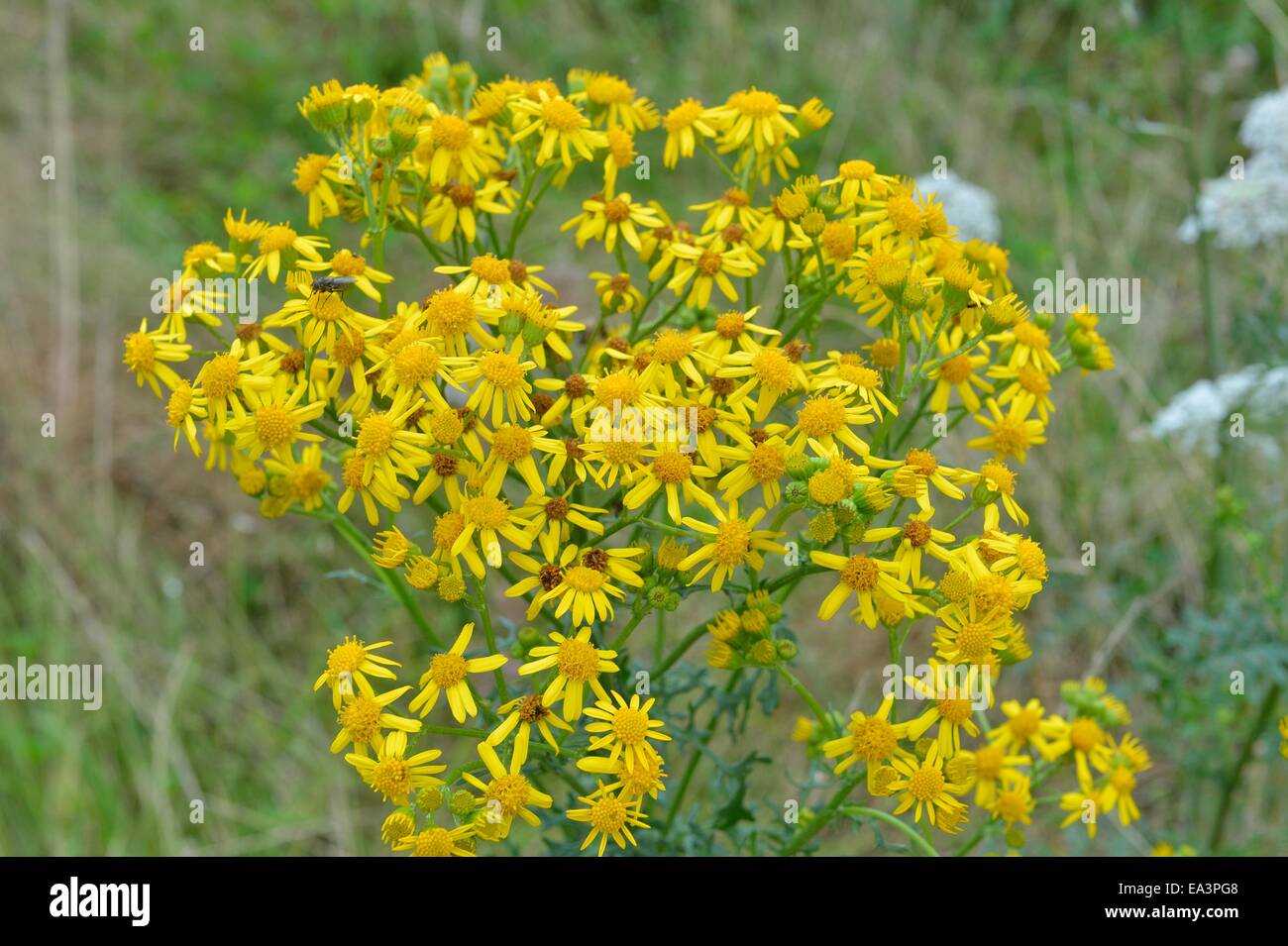 Oxford Ragwort (Senecio squalidus) flowering in summer Stock Photo