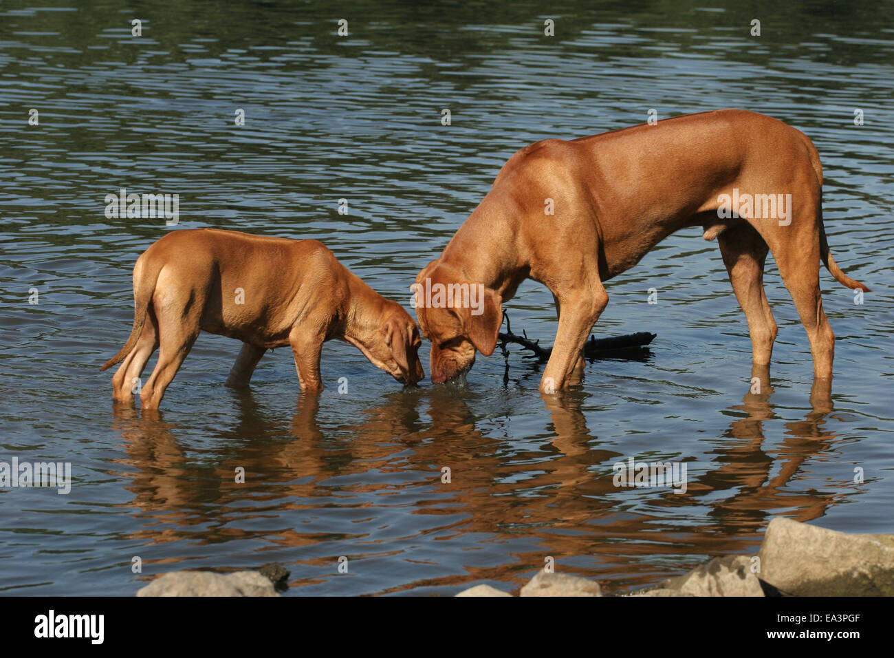 Adult puppy hi-res stock photography and images - Alamy