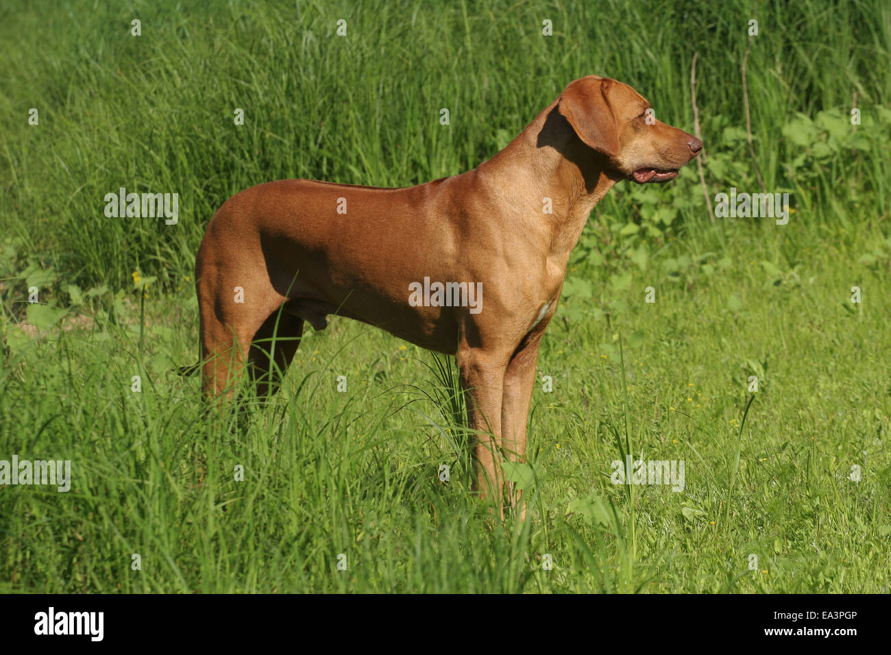 Rhodesian ridgeback livernose hi-res stock photography and images - Alamy
