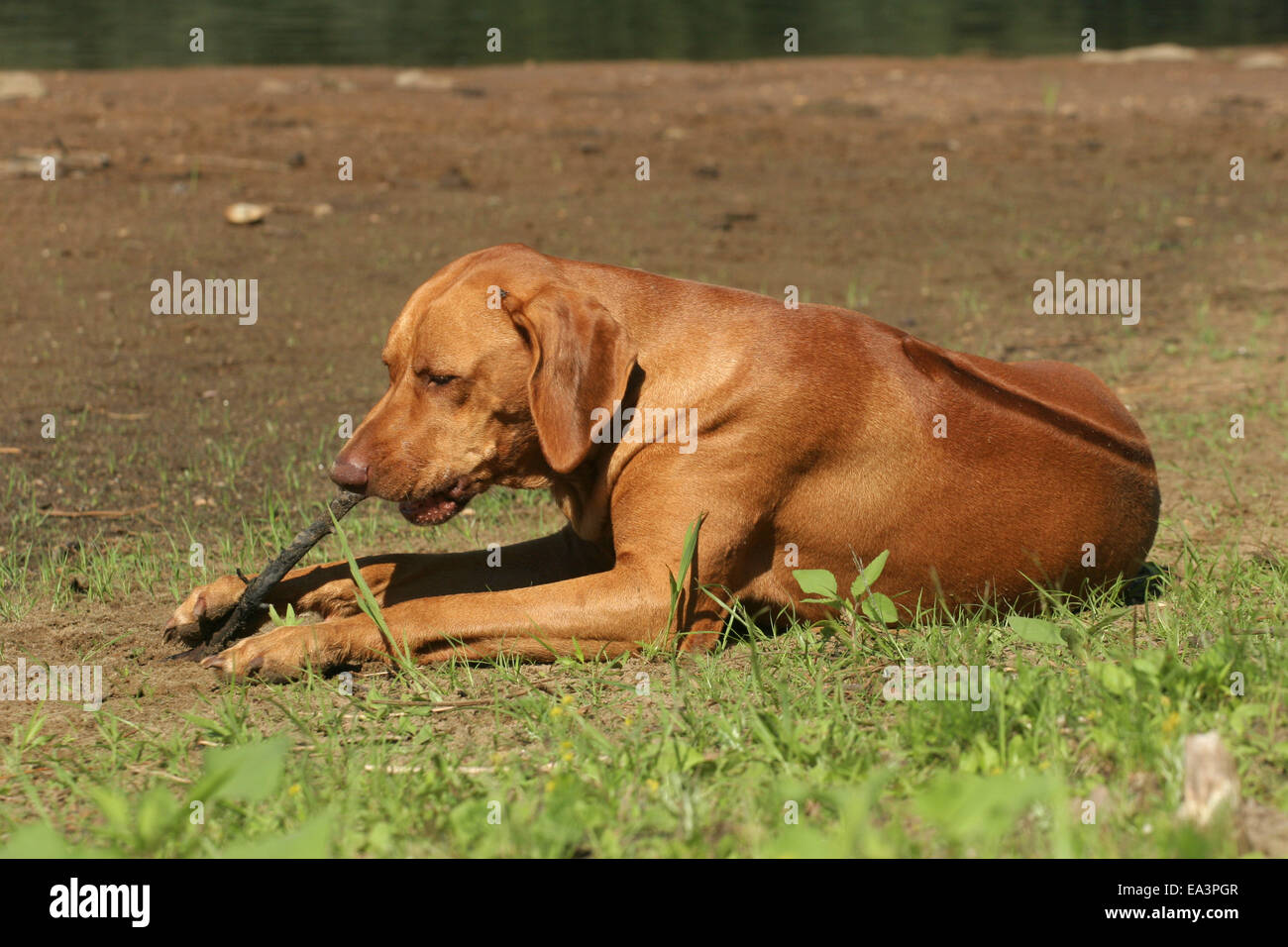 lying Rhodesian Ridgeback Stock Photo - Alamy