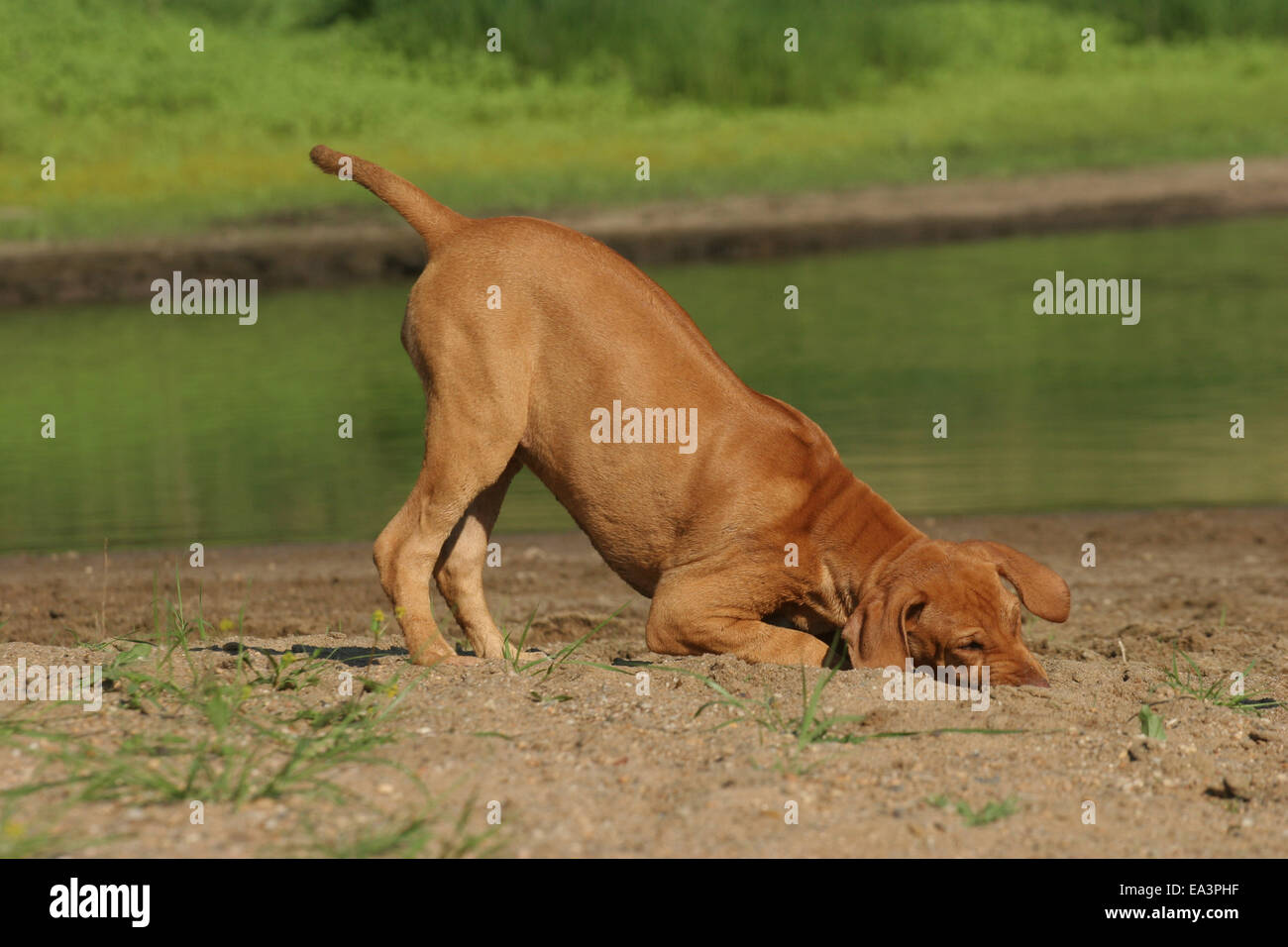 Rhodesian Ridgeback puppy Stock Photo - Alamy