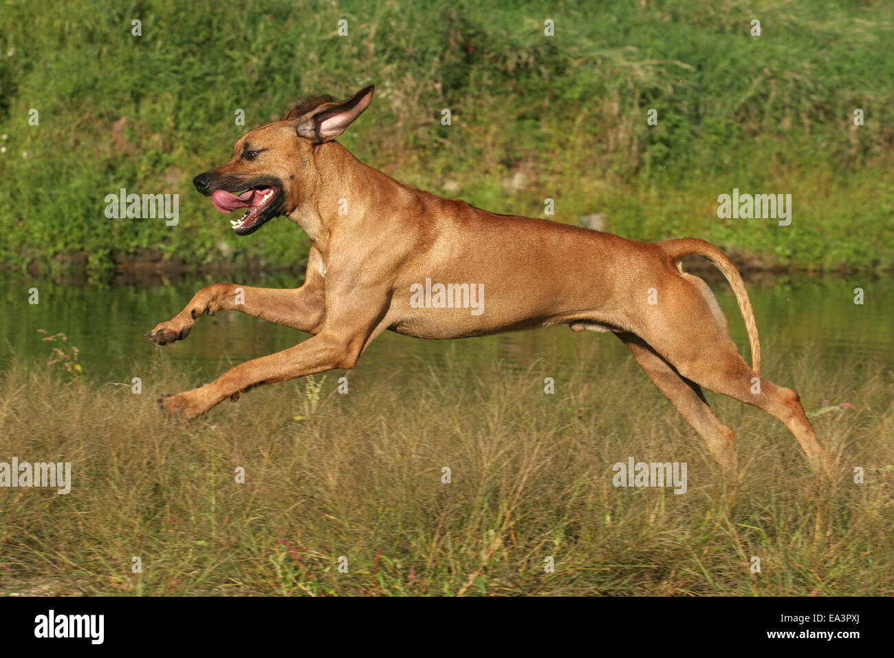 running Rhodesian Ridgeback Stock Photo Alamy