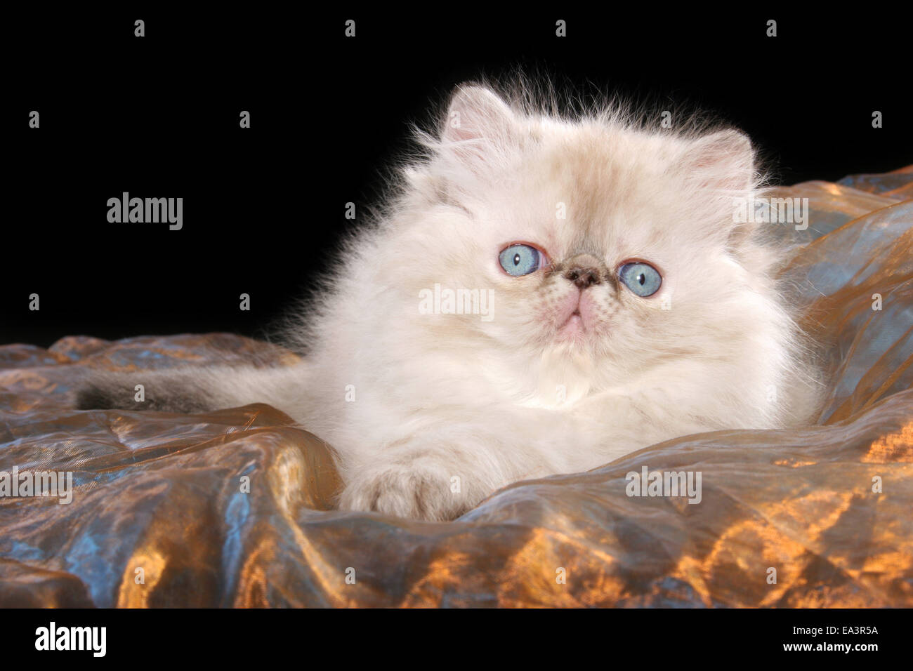 Seal tortie tabby point hi-res stock photography and images - Alamy
