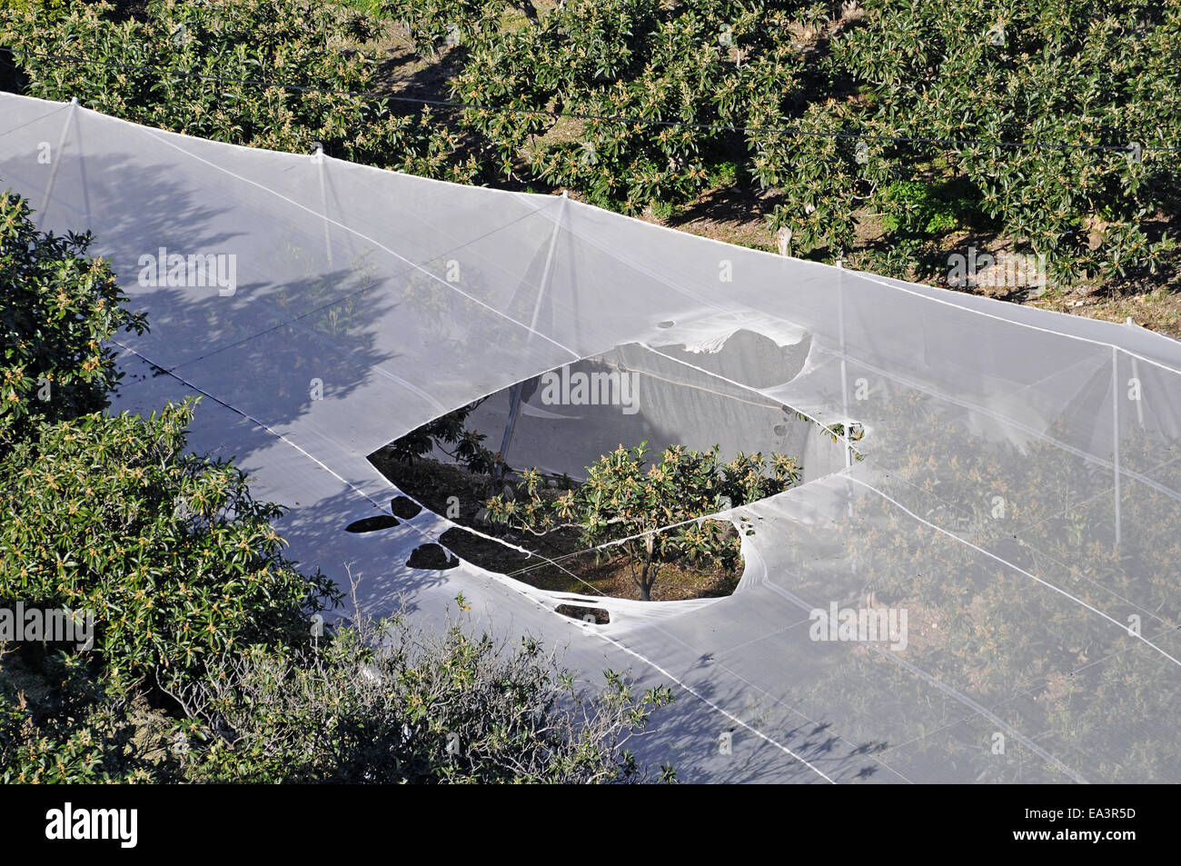 Medlar plantations, Polop, Costa Blanca, Spain Stock Photo