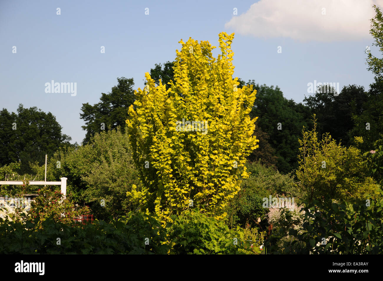 Golden elm Stock Photo Alamy