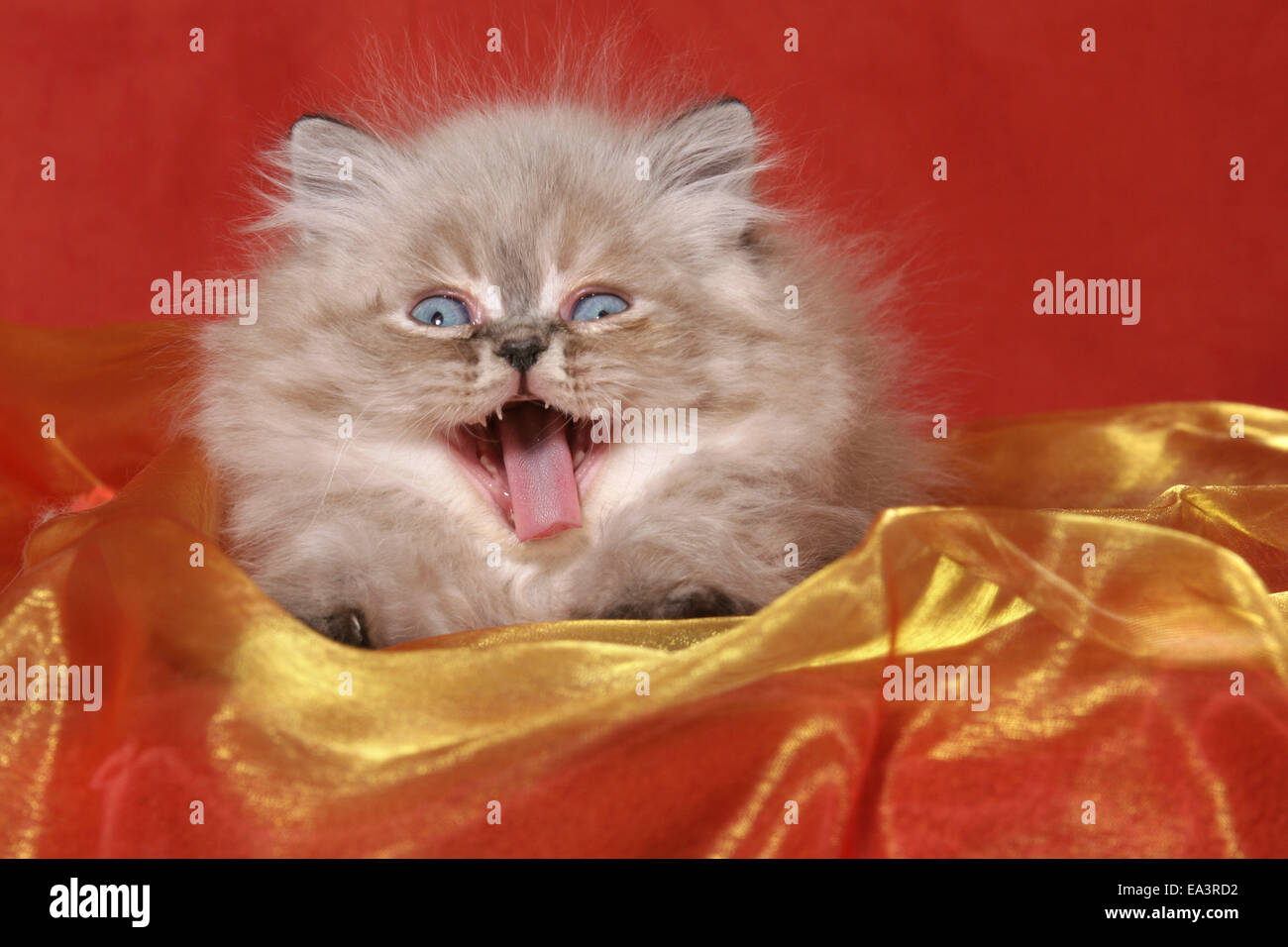 yawning persian kitten Stock Photo