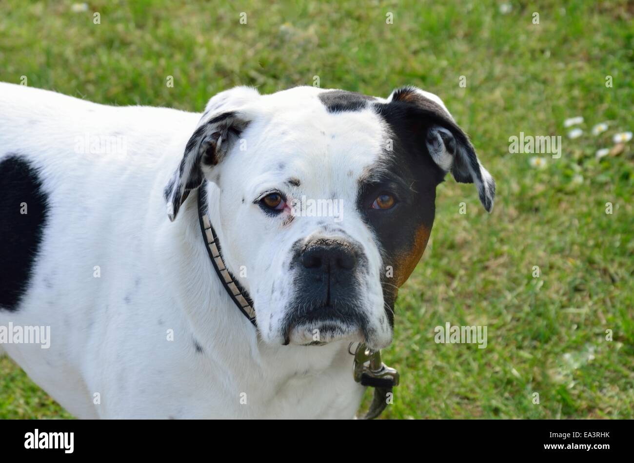 white and black staffordshire terrier Stock Photo