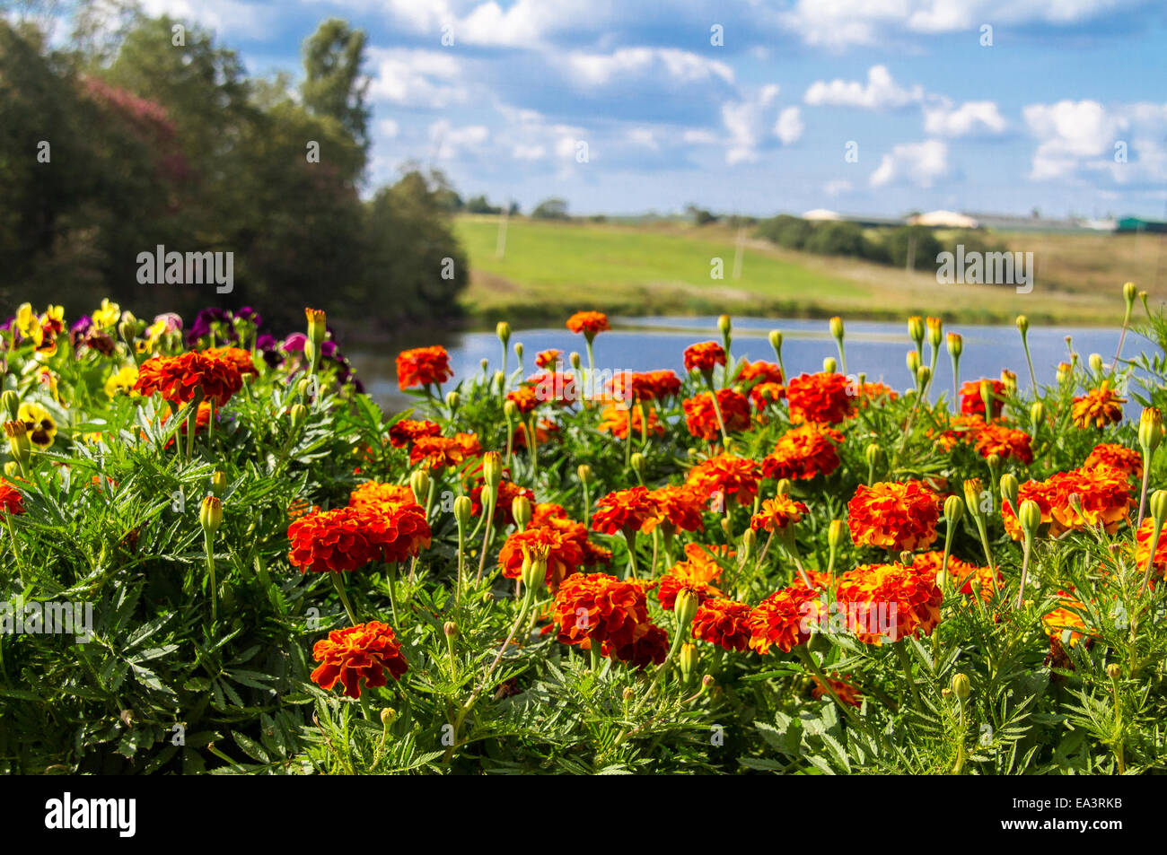 Tagetes patula flowers, Moscow region, Russia Stock Photo