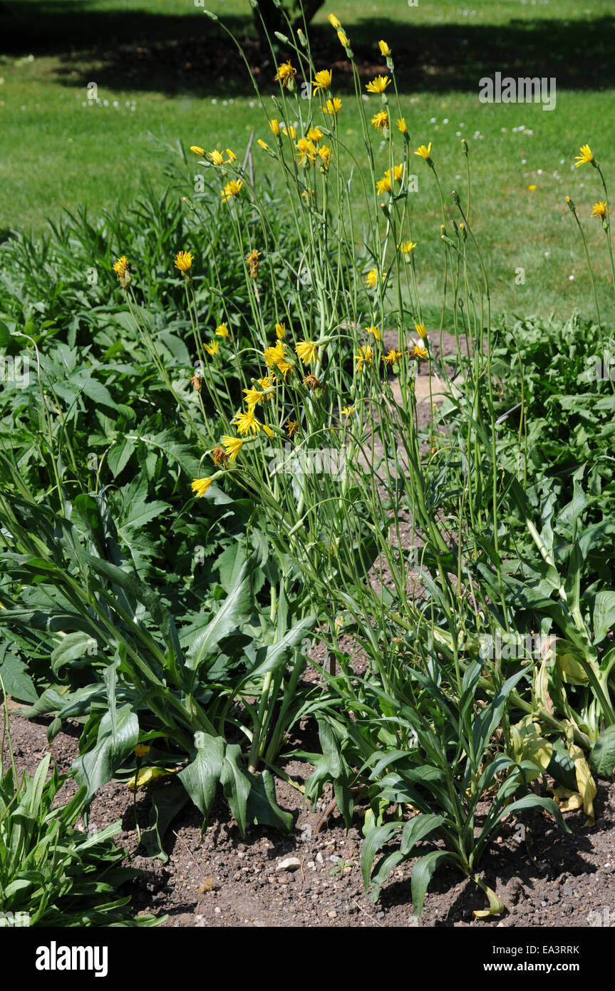 Garten Schwarzwurzel Scorzonera Hispanica Stock Photos Garten