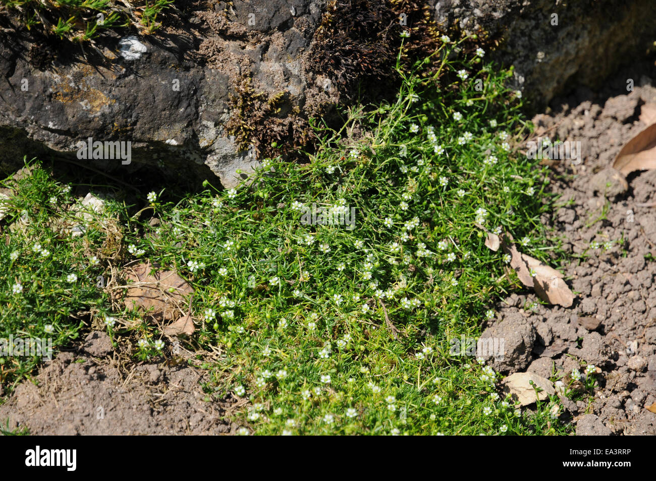Alpine pearlwort Stock Photo