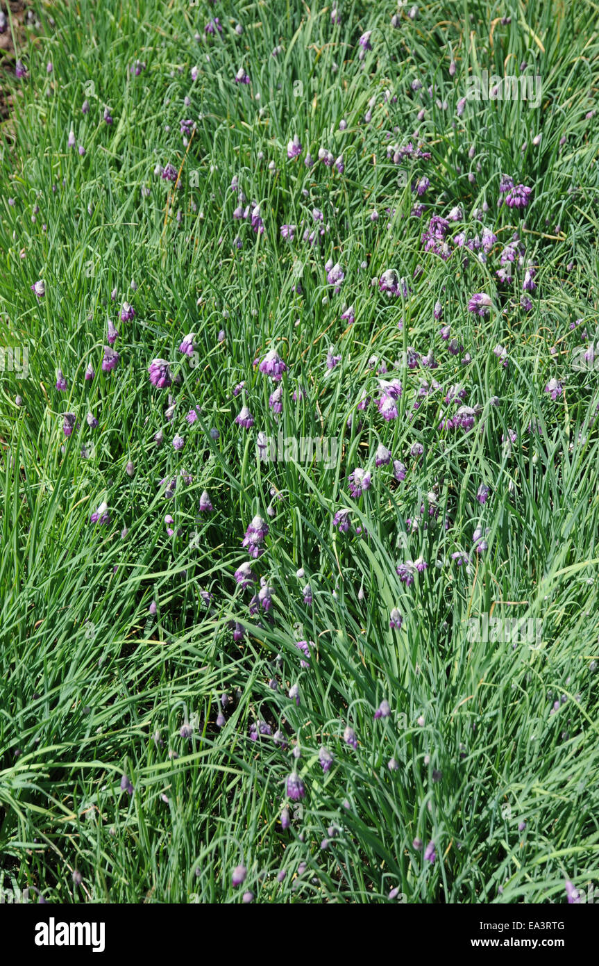 Allium cyathophorum Stock Photo
