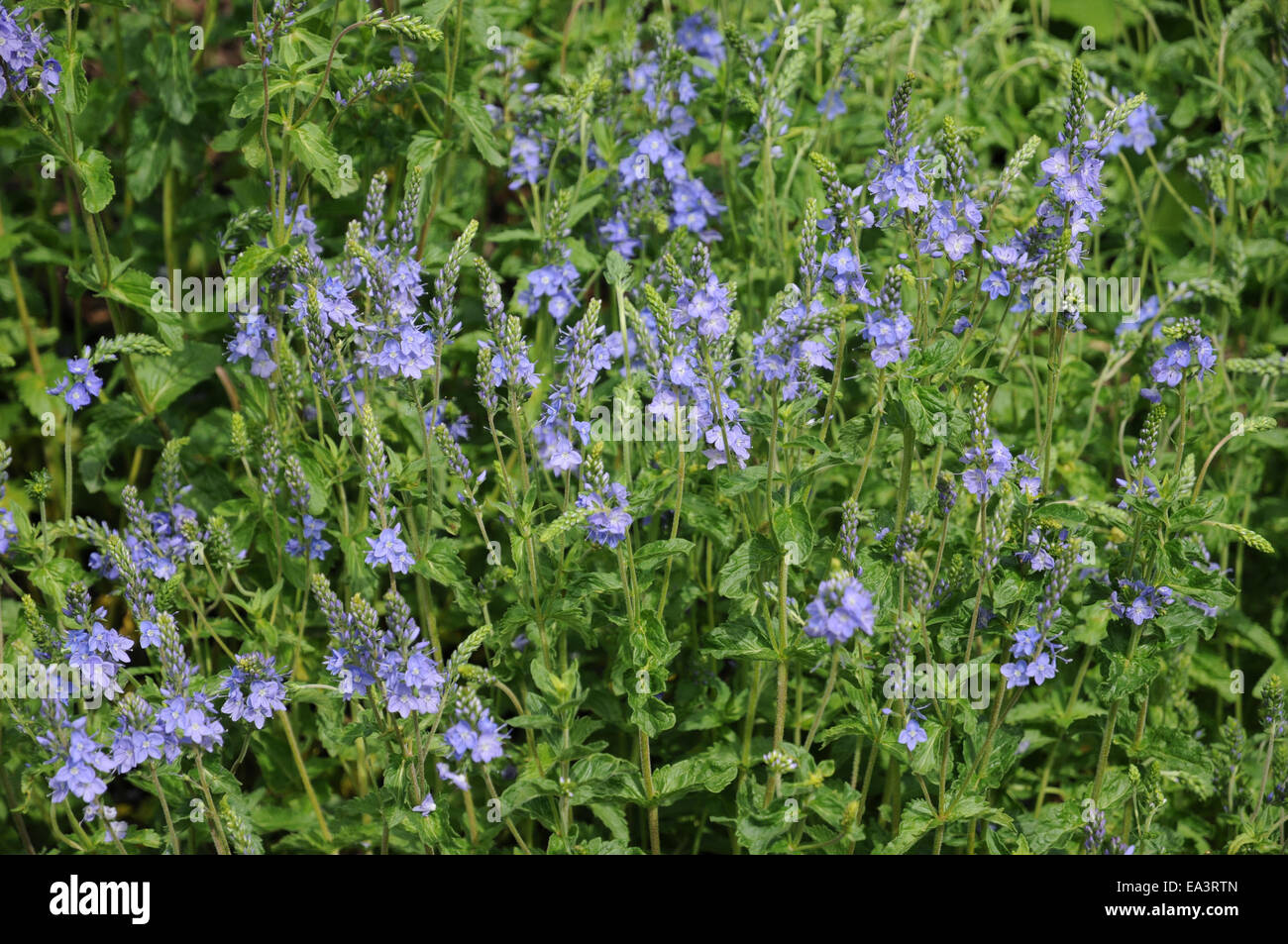 Speedwell hi-res stock photography and images - Alamy