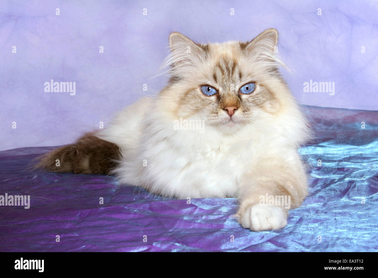 Birman cat Stock Photo