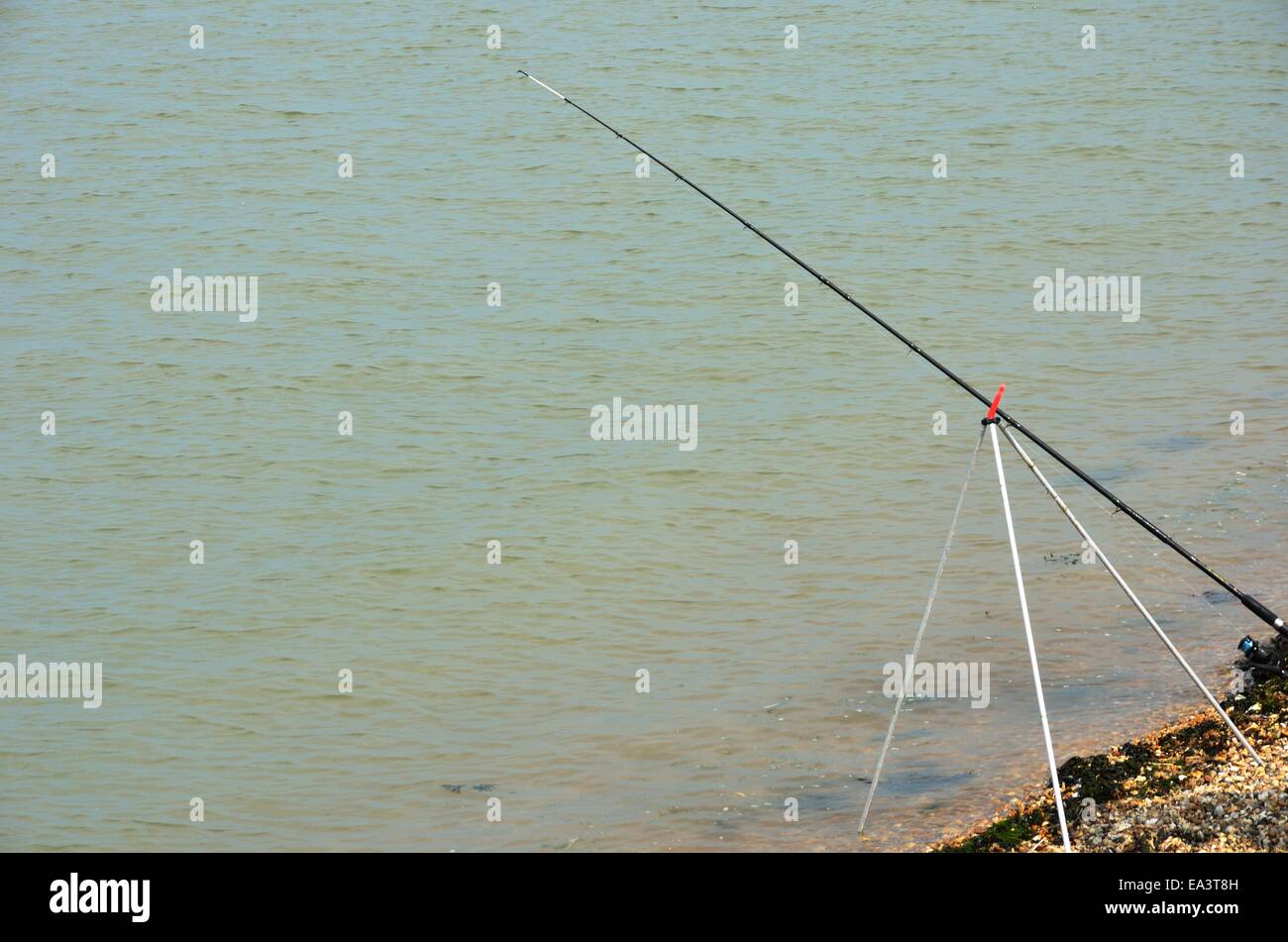 A set of fishing rods and equipment for carp fishing leaning on a tripod on  the riverbank Stock Photo - Alamy