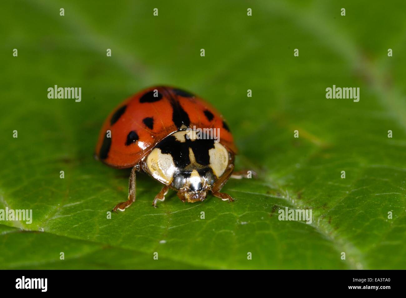 Multicoloured Asiatic Ladybeetle - Asiatic Ladybird - Harlequin Ladybird  (Harmonia axyridis) imago on leaf Stock Photo