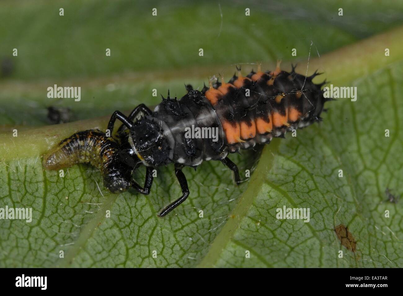 Multicoloured Asiatic Ladybeetle - Asiatic Ladybird - Harlequin Ladybird  (Harmonia axyridis) larb-va on leaf Stock Photo