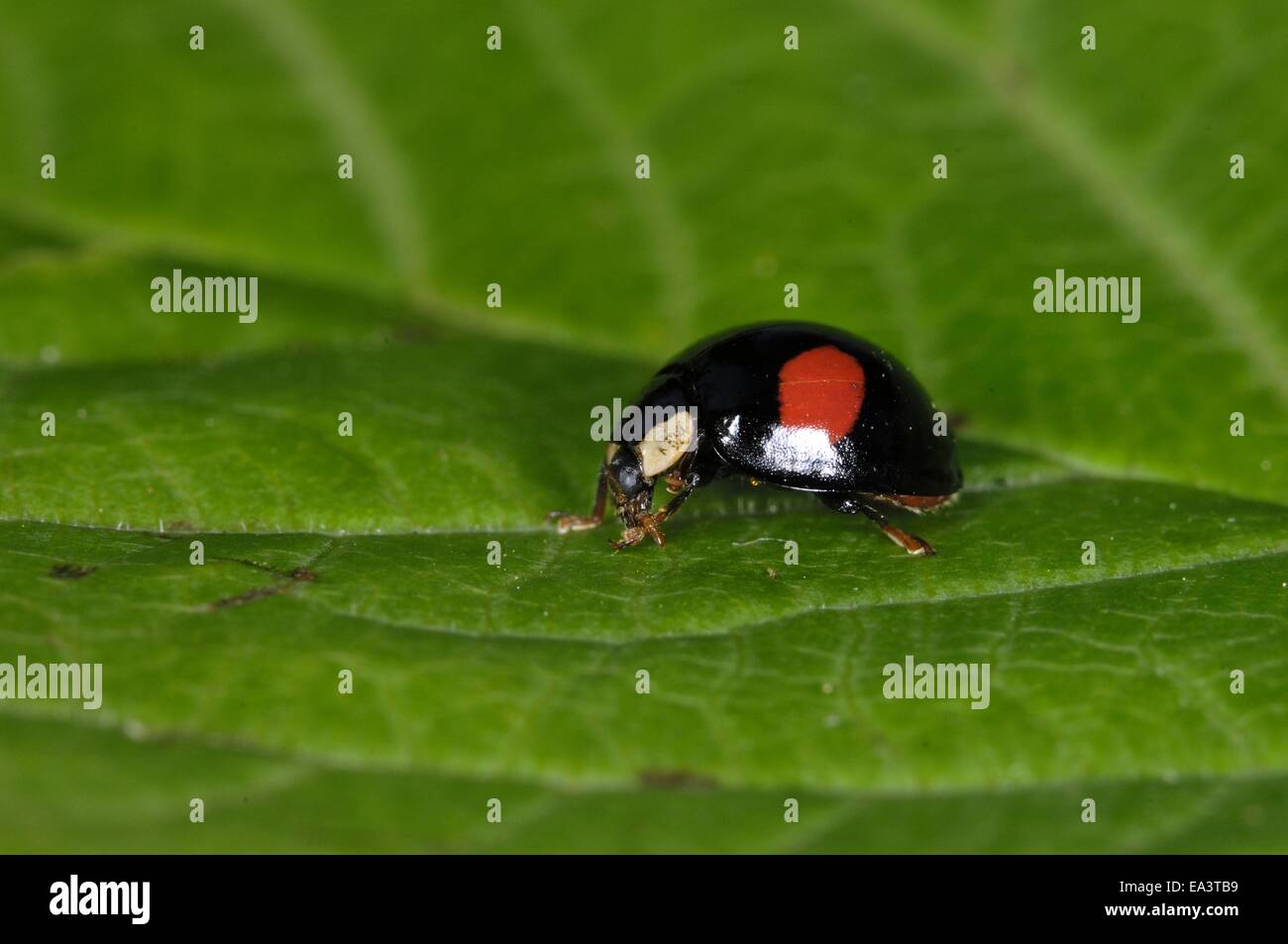 Multicoloured Asiatic Ladybeetle - Asiatic Ladybird - Harlequin Ladybird (Harmonia axyridis) imago on leaf Stock Photo